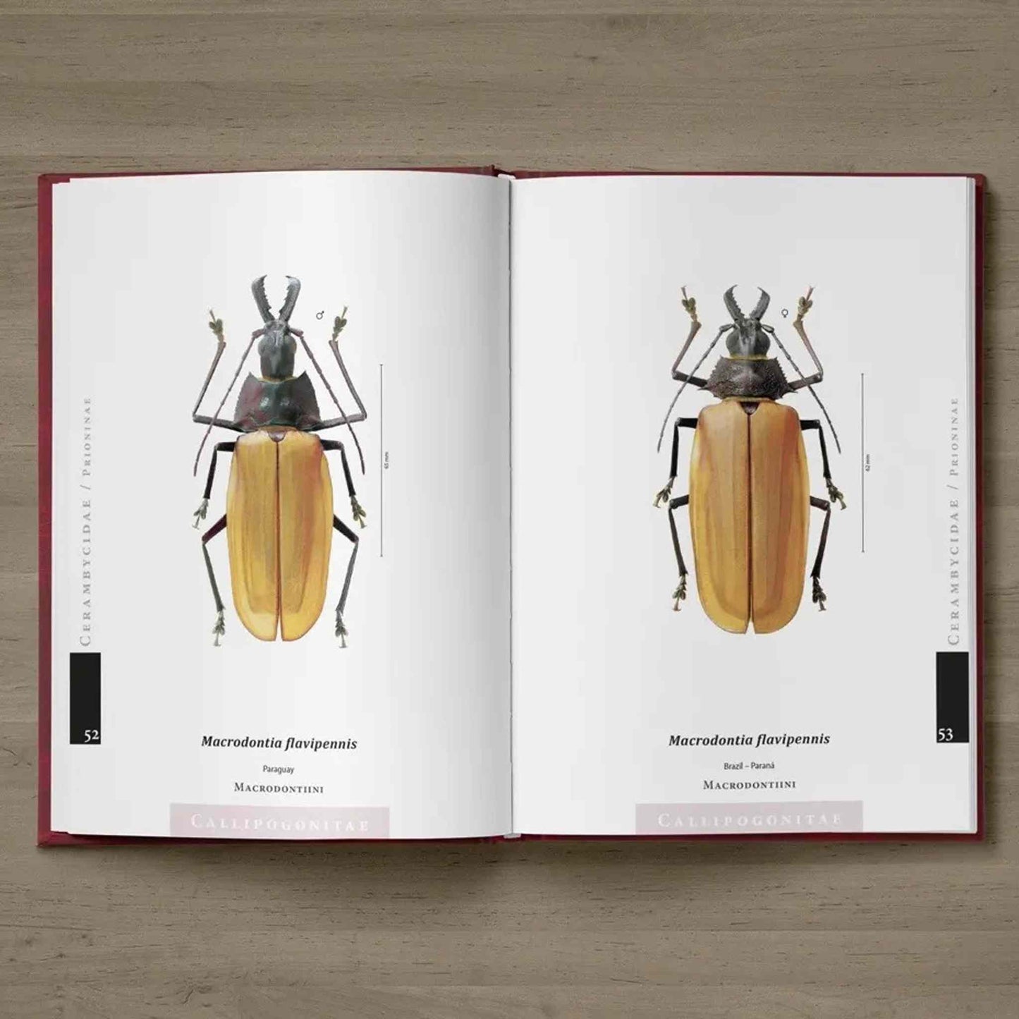 Prionidy neotropické oblasti