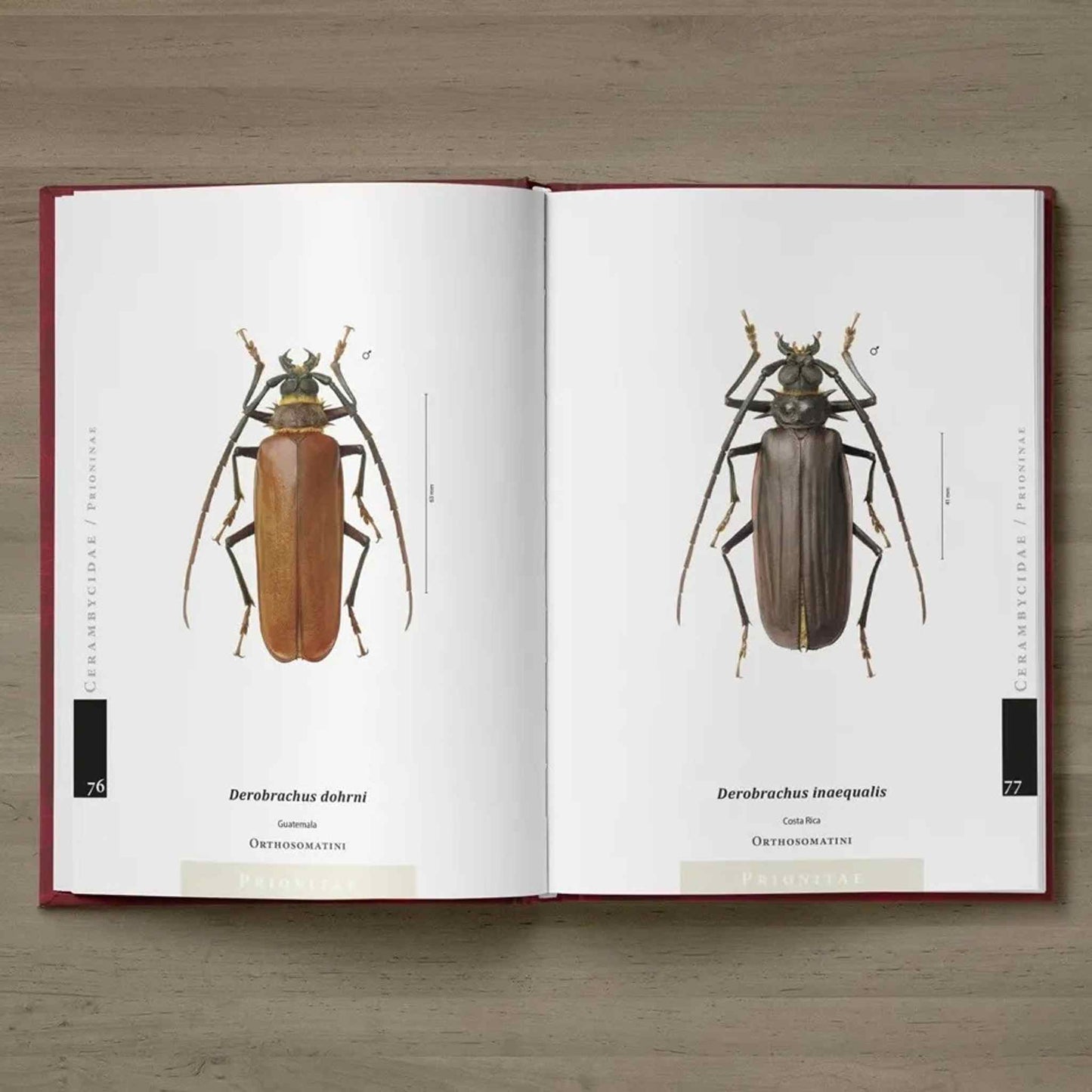 Prionidy neotropické oblasti