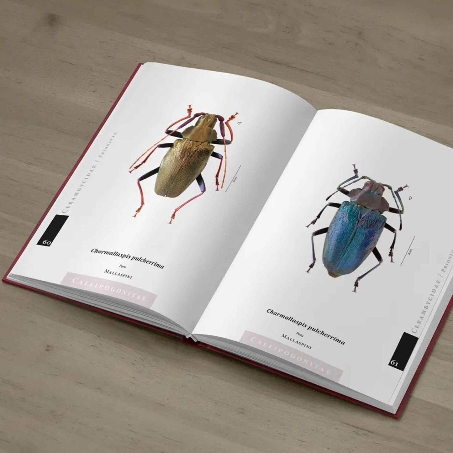 Prionidy neotropické oblasti