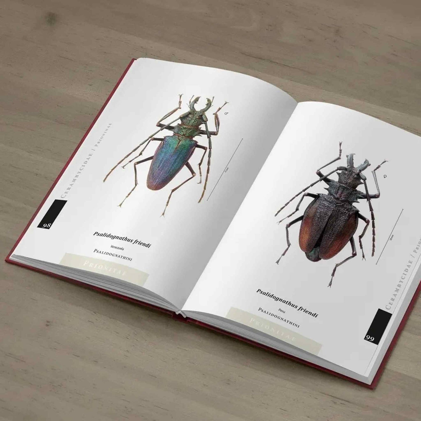 Prionidy neotropické oblasti