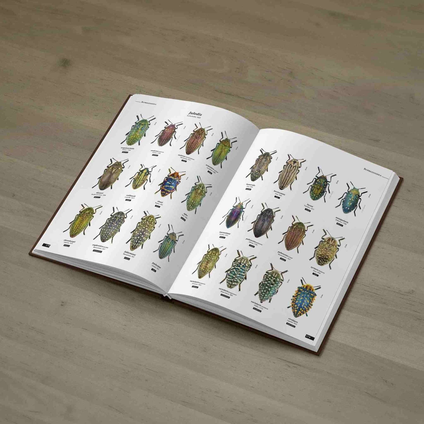 Jewel Beetles of the World