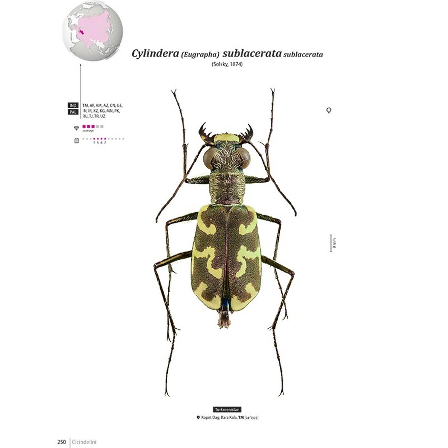 Tiger Beetles of Orient