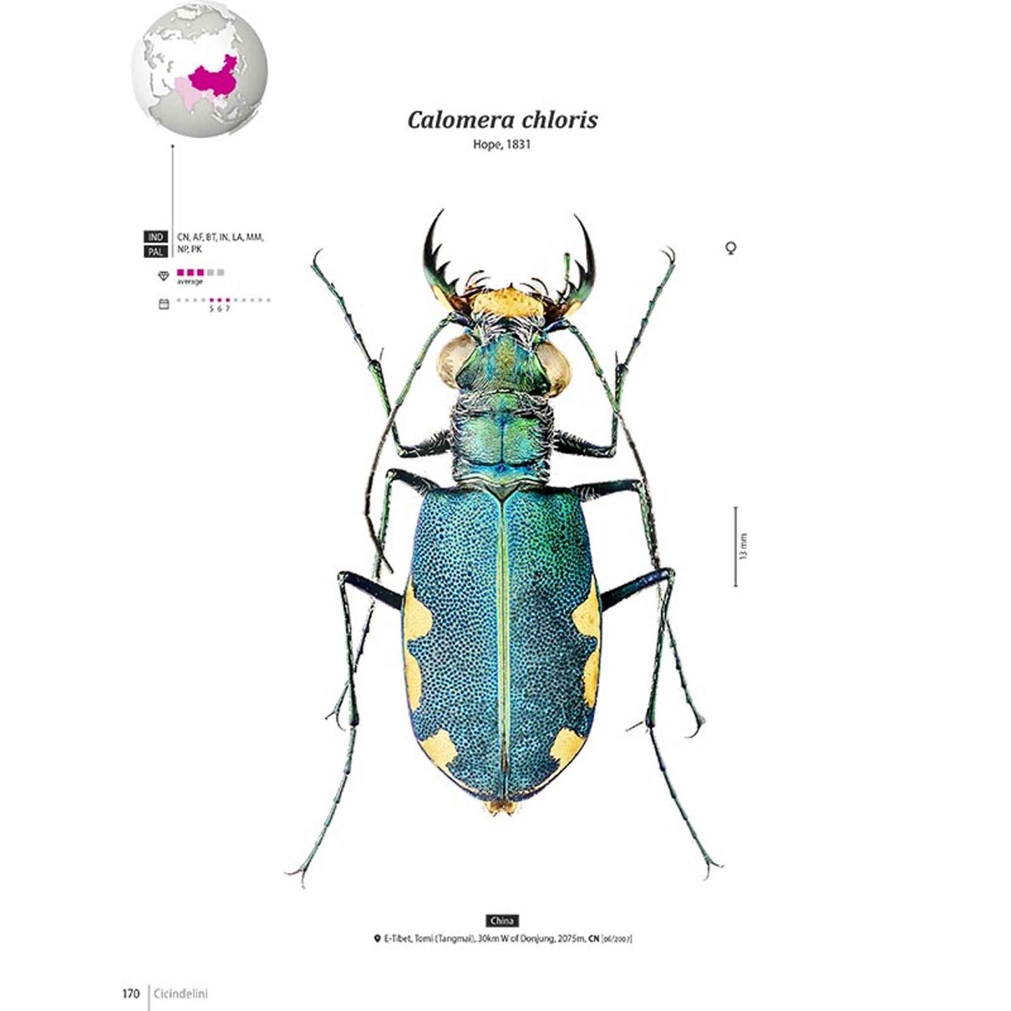 Tiger Beetles of Orient