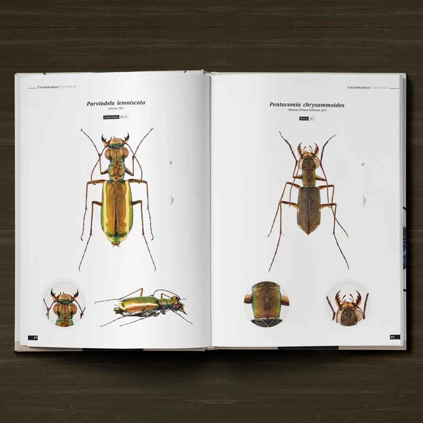 Tiger Beetles of the World