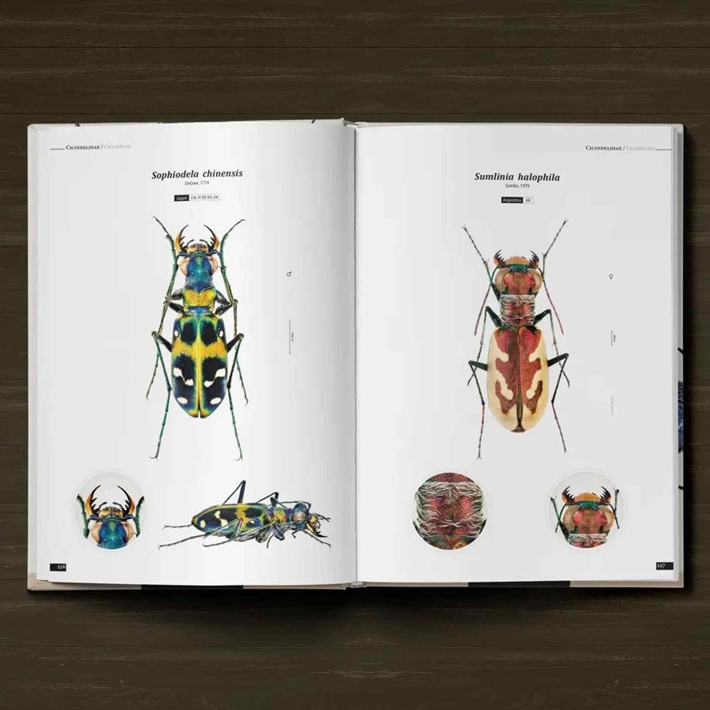 Tiger Beetles of the World