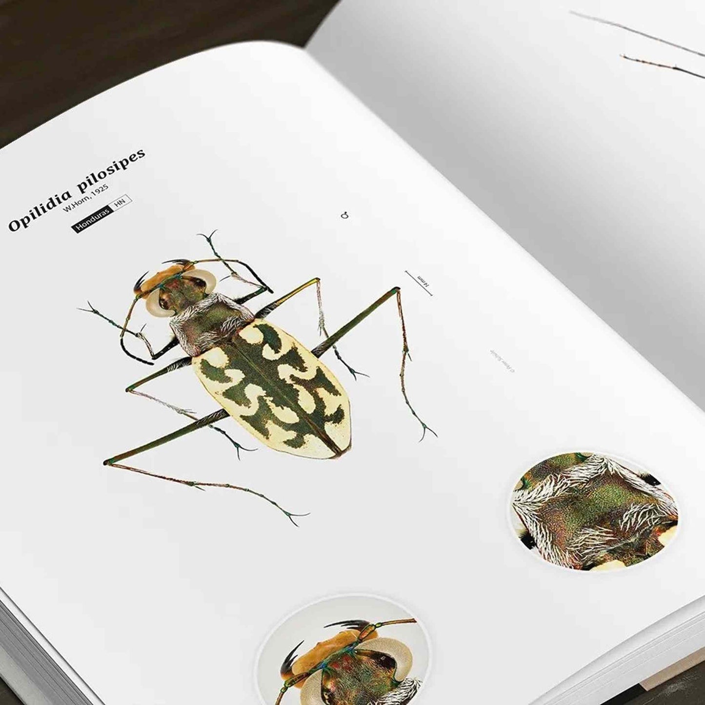 Tiger Beetles of the World